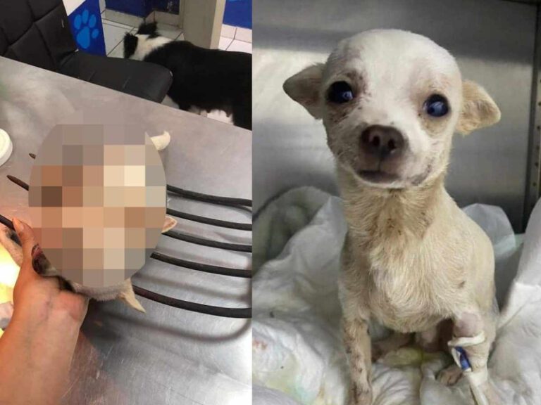 Pincky, el perrito héroe que defendió su hogar y sobrevivió