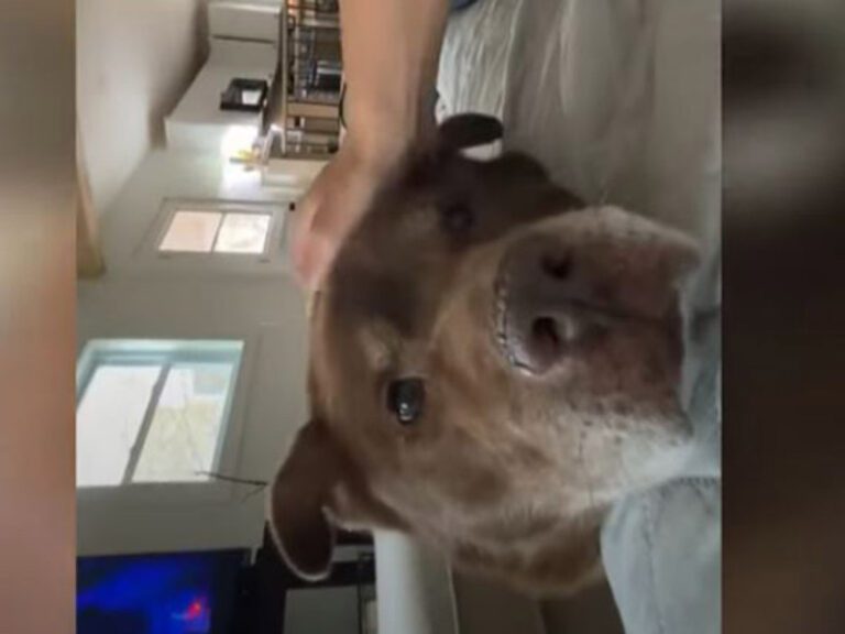 Mexicana adopta a perrito condenado a muerte; así recuperó la felicidad