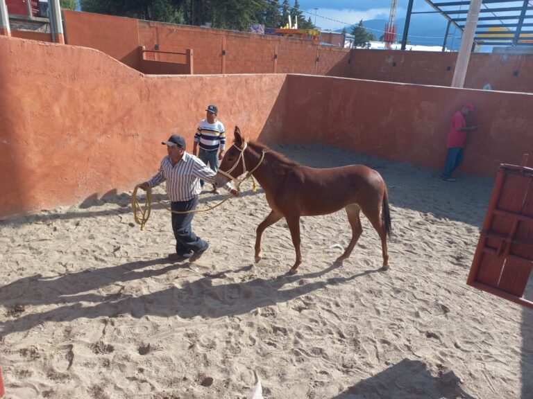 Realiza SIA acciones de conservación del Equus Asinus