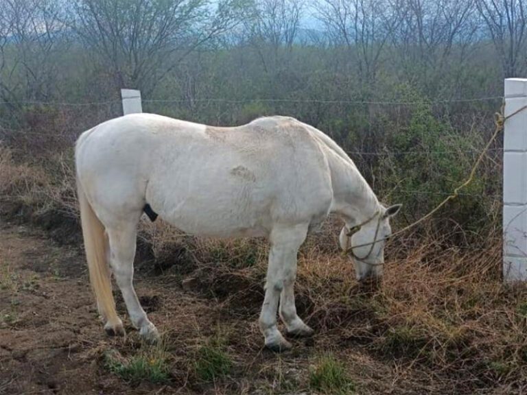 Usan cuchillos de carnicero para robar caballo; lo querían para los tacos