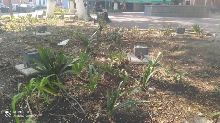 Corichi Style Gardening: ‘Si no las Dejan Secar ¡pos se Acaba el Negocio!’