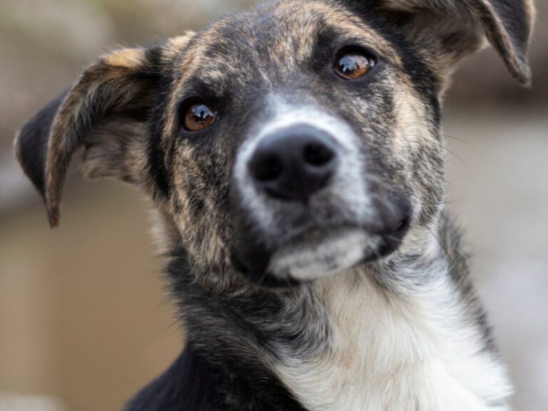 Día del Perro sin Raza: ¿Cuáles son los nombres más populares en México?