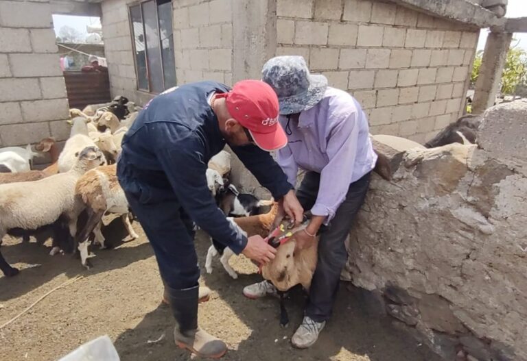 Continúa SIA con la Entrega y Aplicación Gratuita de Identificadores Para Ganado