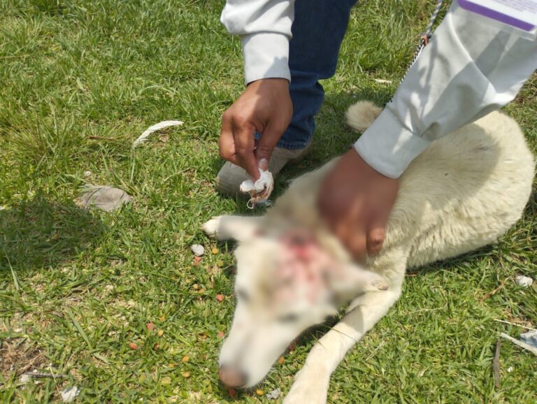 Atiende Propaet a Ejemplar Víctima de Maltrato Animal