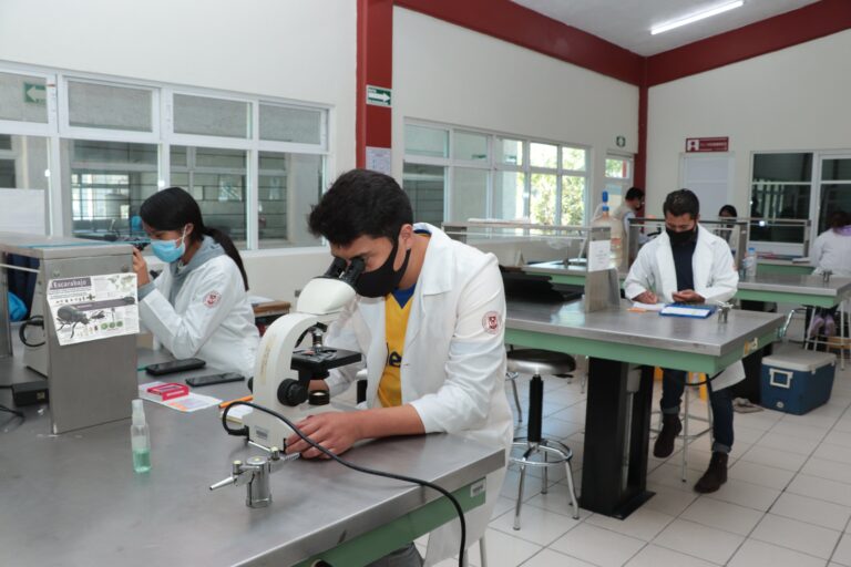 Analizarán en UATx biología de escarabajos descortezadores