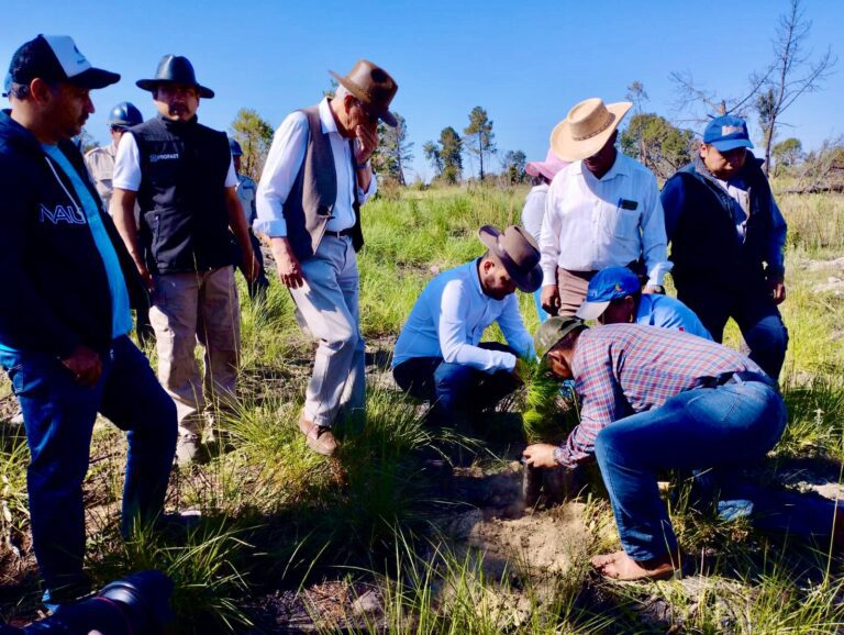 Reforesta Propaet el Ejido Cola de Caballo en La Malinche