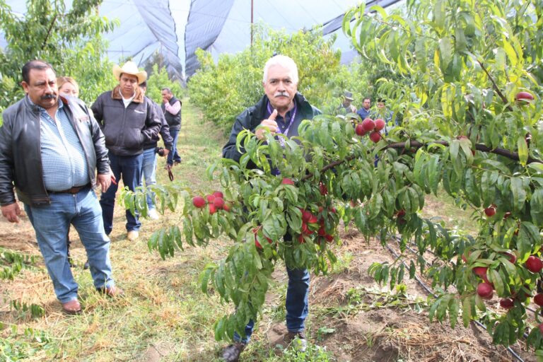 Producción de Durazno es Referente y Símbolo de Trabajo: SIA