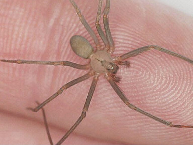 Araña violinista muerde a un empleado de una tienda Miniso en Xalapa