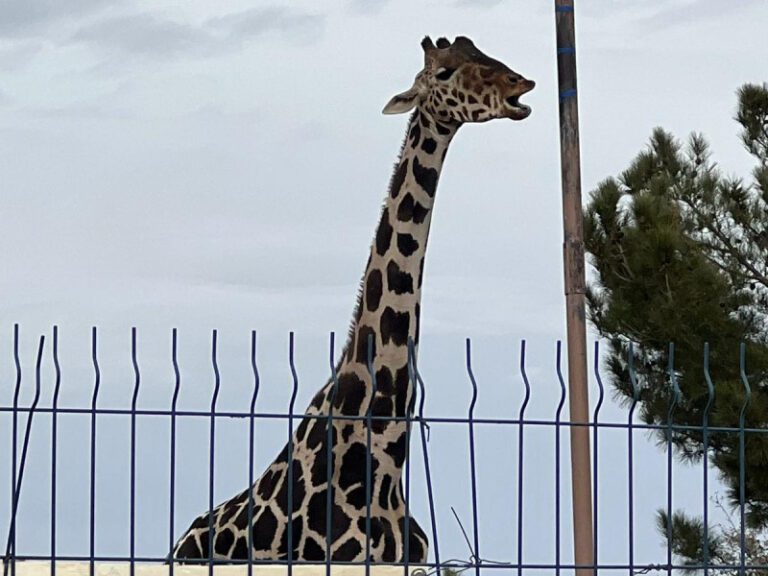Jirafa ‘Benito’ sería trasladada de Chihuahua a Africam Safari dentro de unas horas