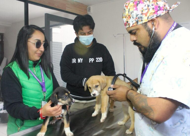 Piden a Reyes Magos Evitar Regalar Animales de Compañía