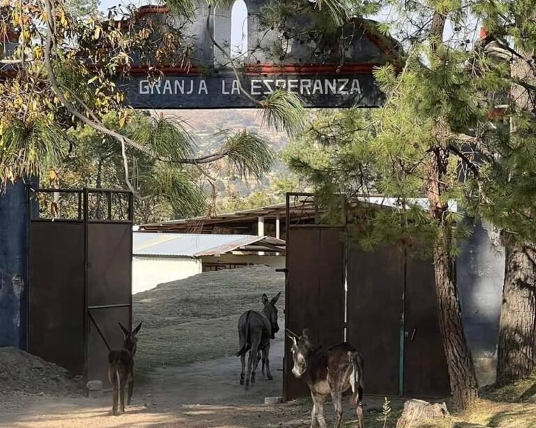 Tlaxcala Cuenta con un Santuario que Protege a los Burros
