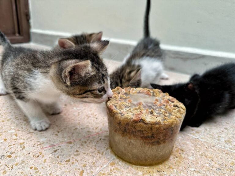 Exhorta Gobierno del Estado a Cuidar a los Animales Ante Ola de Calor