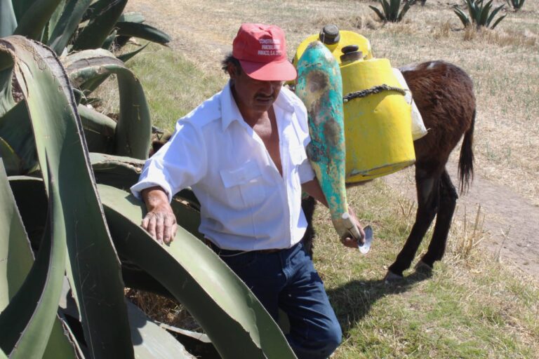 Anuncia Secretaría de Cultura Primer Festival «El Tlachiqueo de las Alturas»