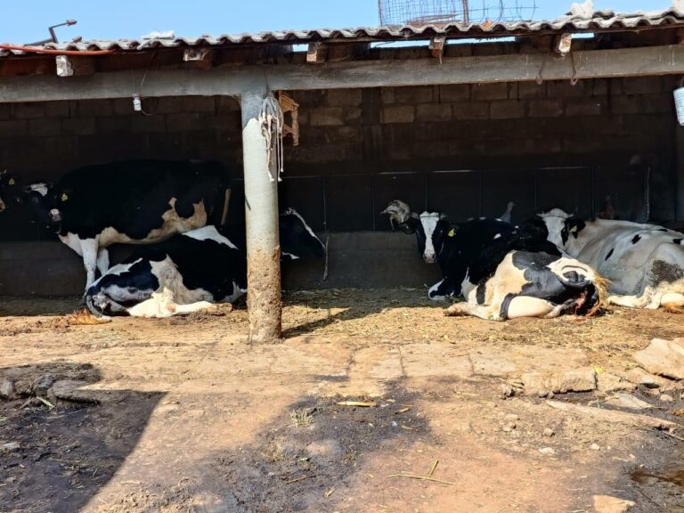 Emiten Recomendaciones Para Ganado Ante Incendios Forestales