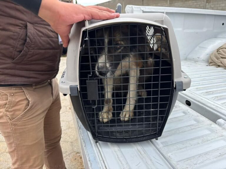 Propaet rescata a canina en situación crítica, tras denuncia ciudadana