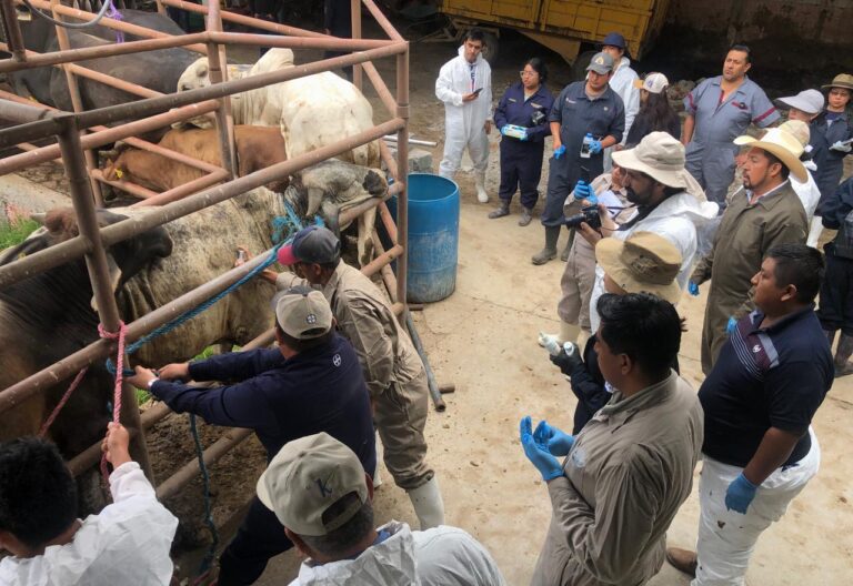 80 Profesionales en Sanidad Animal Realizan Simulacro Para Prevenir Gusano Barrenador del Ganado: SIA
