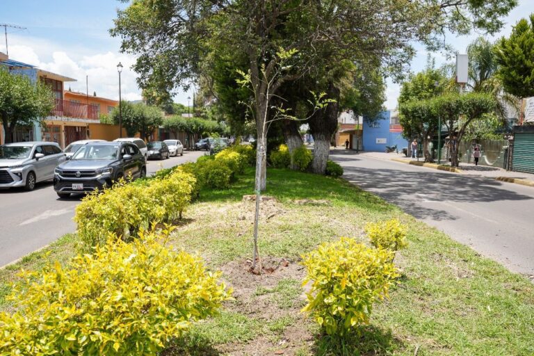 Ayuntamiento de Tlaxcala Retira Árboles por Seguridad y Realiza Reforestación en Bulevar Mariano Sánchez