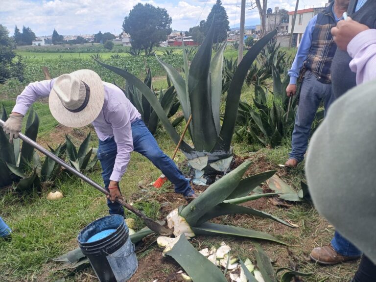 Tlaxcala blinda sus agaves; SIA capacita a productores para prevenir plaga del picudo