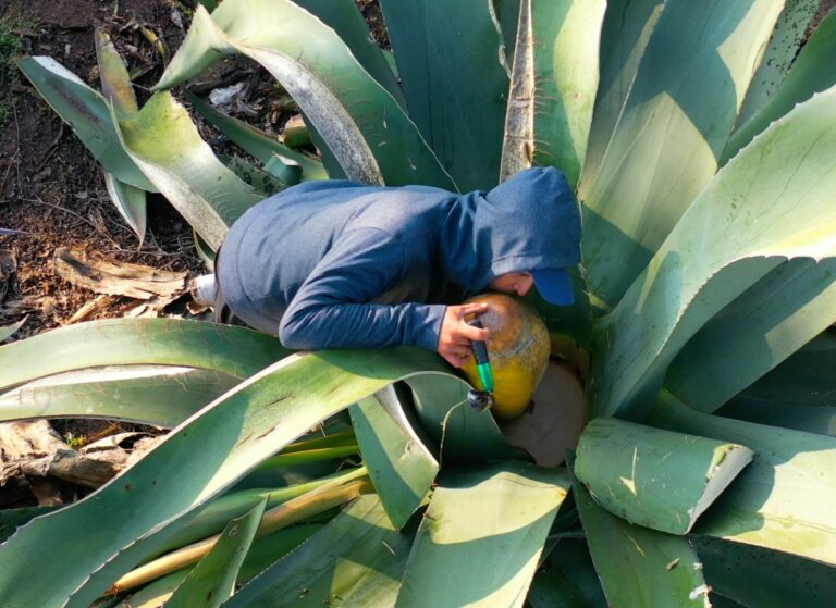 Tlaxcala registra 37 proyectos en la convocatoria para integrar la guía nacional de turismo comunitario