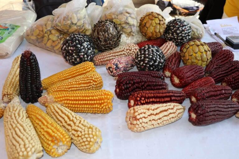 TLAXCALA, BASTIÓN DE LA DEFENSA DEL MAÍZ NATIVO: TRADICIÓN Y RESISTENCIA.