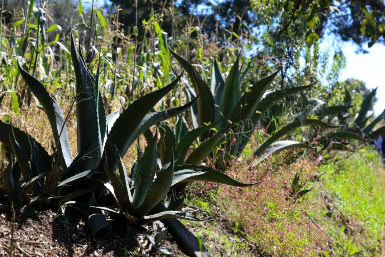Reconocen al pulque de Tlaxcala como producto con indicación geográfica