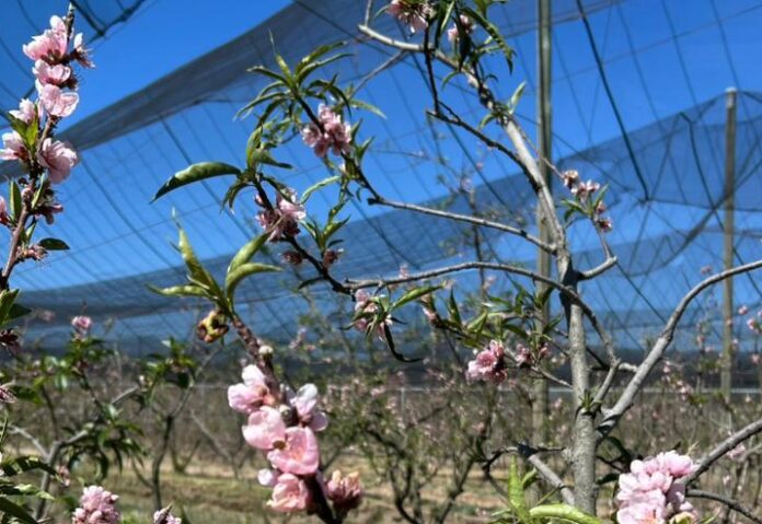 WhatsApp Image 2026-02-26 at 20.10.29