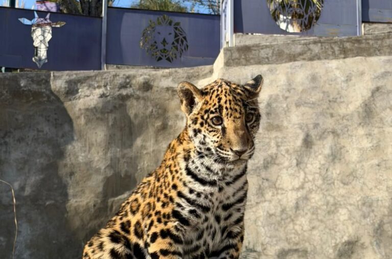 Nace Cría de Jaguar en el Zoológico del Altiplano; Refuerza Tlaxcala Estrategia de Conservación