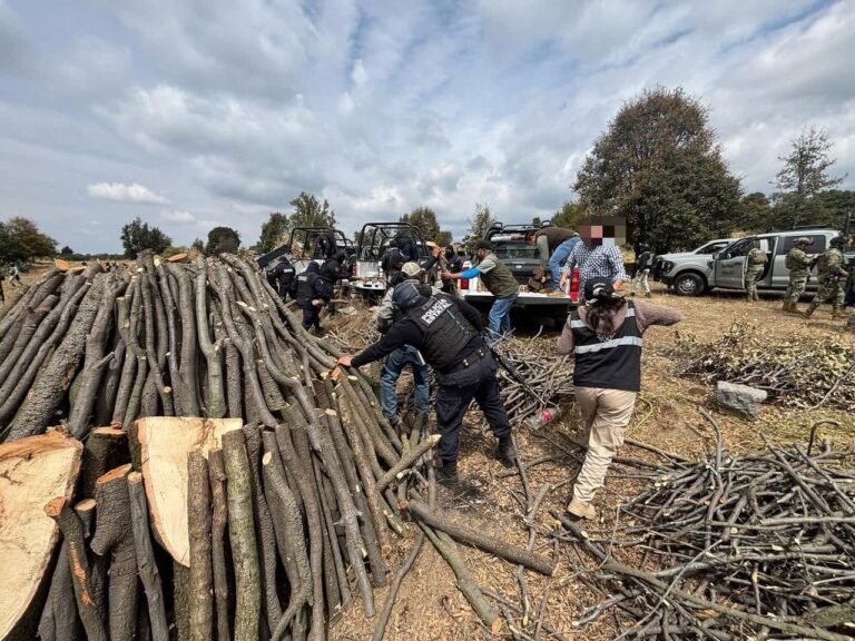 Refuerzan operativos contra la tala ilegal en Tlaxcala; PROFEPA reporta más de 115 acciones y 631 m³ de madera asegurada